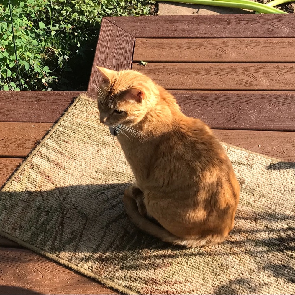 Raja In The Sun Perimeter Monitor